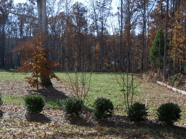 a grassy area with bushes and trees in the background