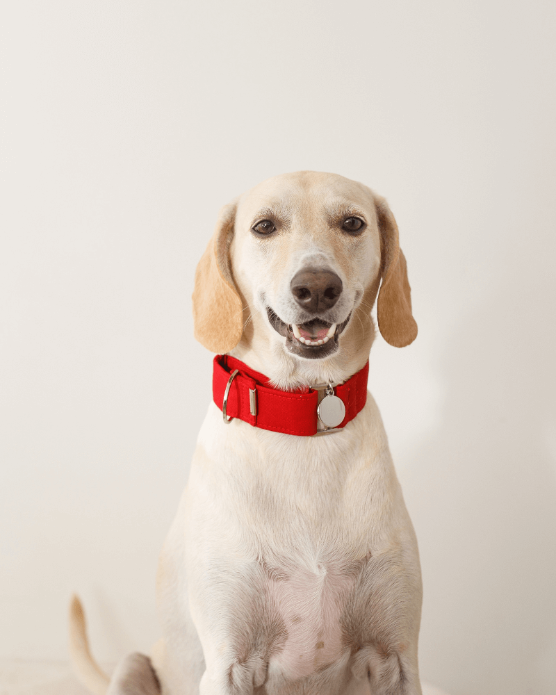 a dog is sitting and wearing a red collar