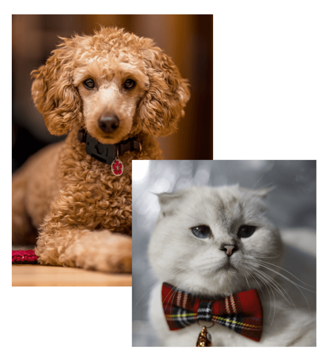a dog and cat wearing a bow tie