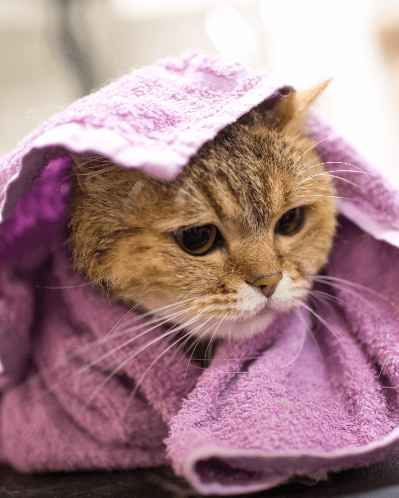 A cat with brown and white fur wrapped in a towel