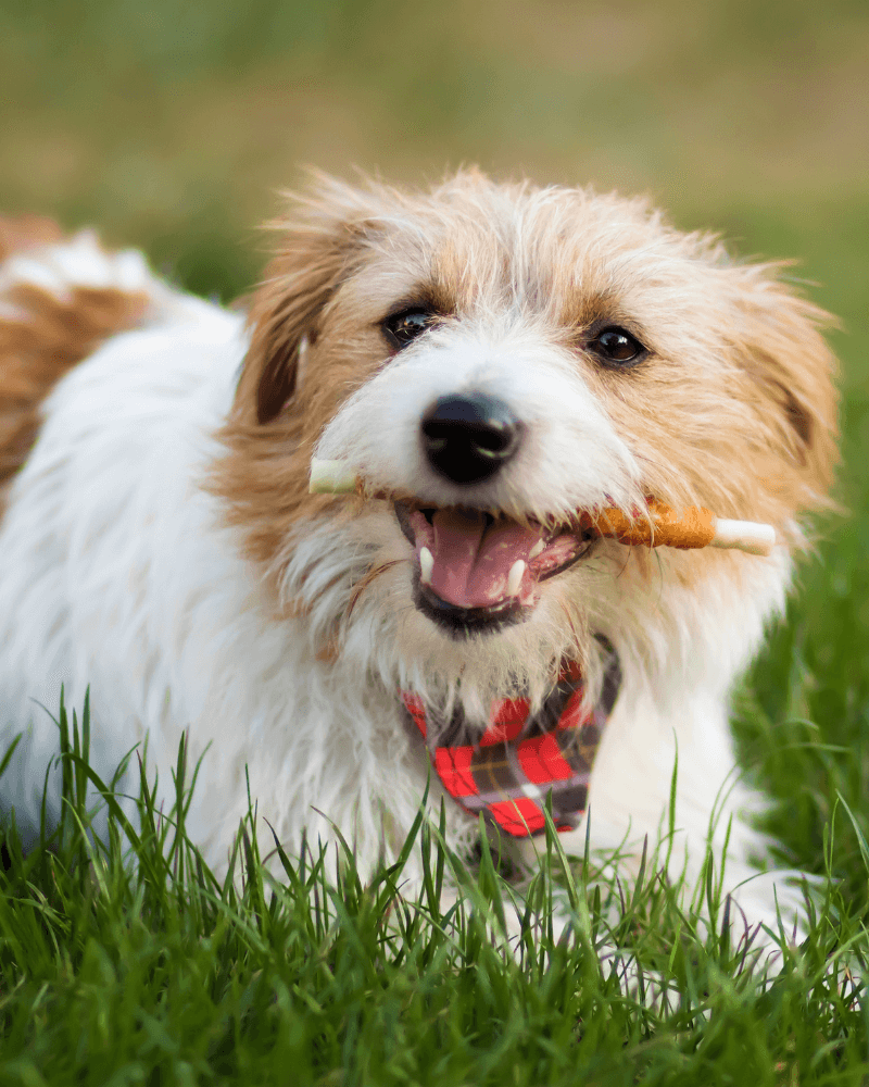 a dog with a stick in its mouth