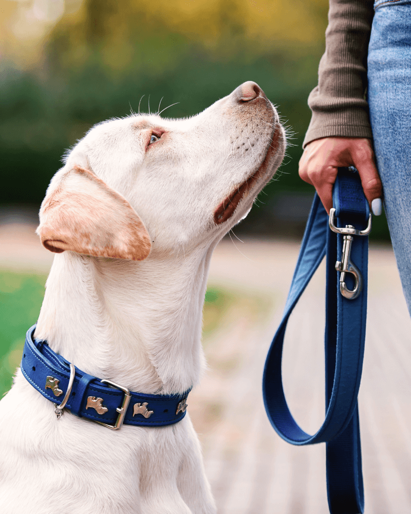 a sitting dog looking at a person's face