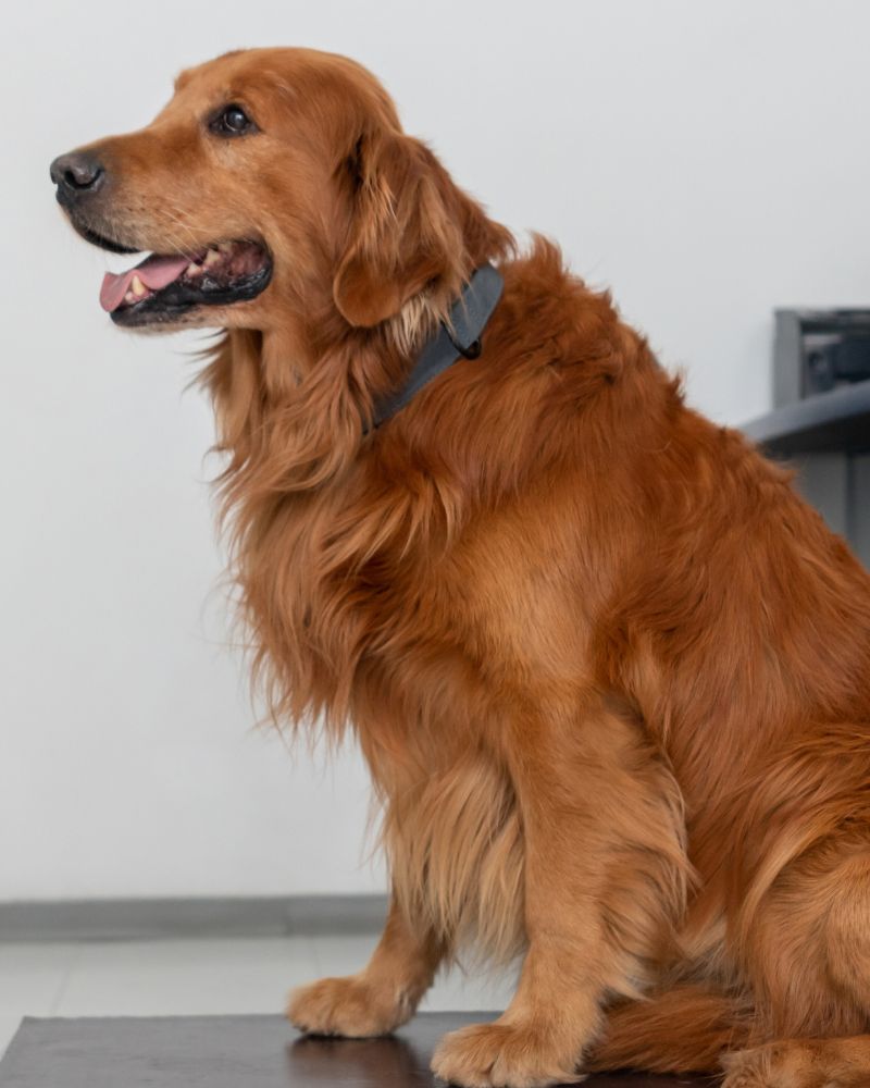 dog wearing a collar at the vet