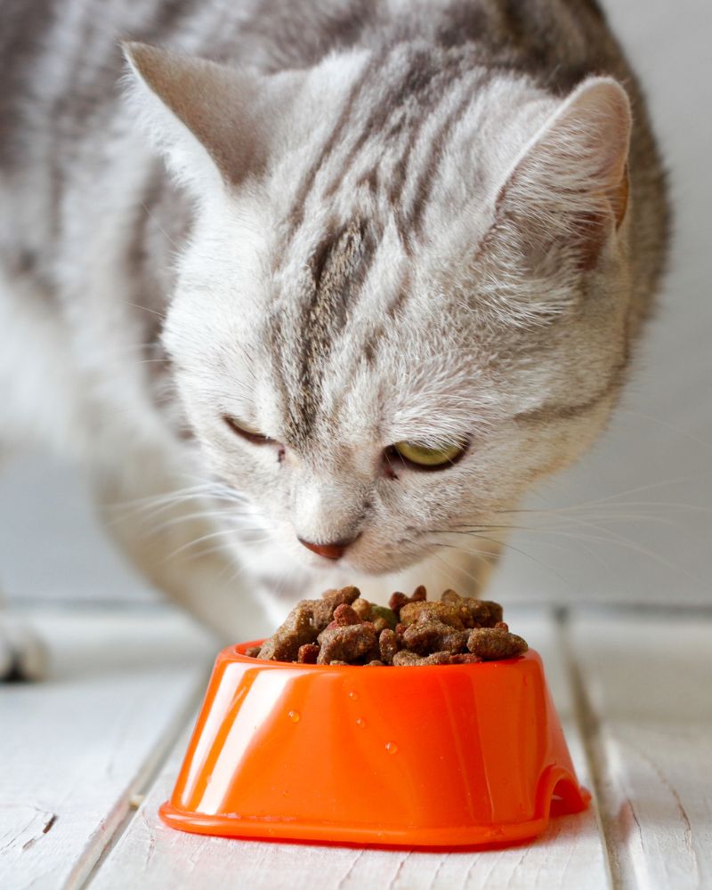 cat eating from a bowl