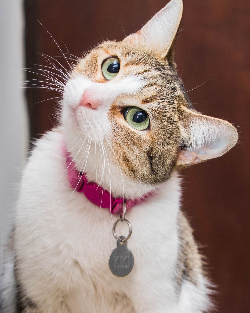 cat wearing a pink collar
