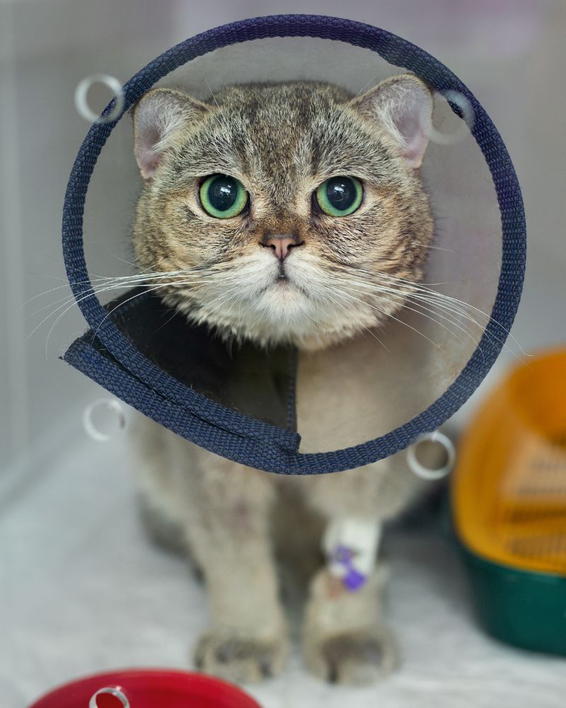 cat wearing a surgical cone
