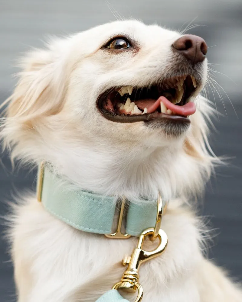 a-dog-with-its-mouth-open a dog with its mouth open